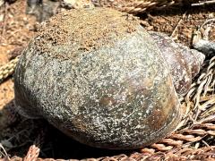 (Common Apple Snail) dorsal