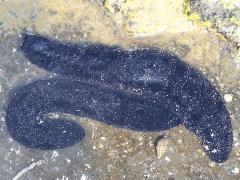 (Ashy Sea Cucumber) dorsal