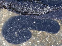 (Ashy Sea Cucumber) ventral