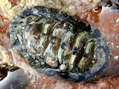 (Chinese Camelback Chiton) dorsal