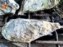 (Portuguese Oyster) underside