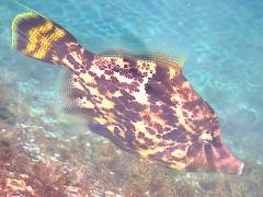 (Fanbelly Leatherjacket) profile