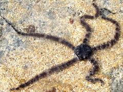 (Lagoon Brittle Star) upperside