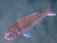 (Red Seabream) profile