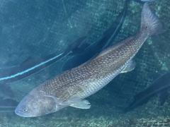 (Red Drum) profile