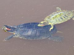 (Pond Slider) elegans family