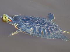 (Pond Slider) elegans swimming