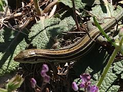 (Peloponnese Wall Lizard) side