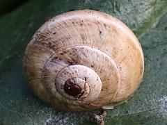 (Vineyard Snail) dorsal