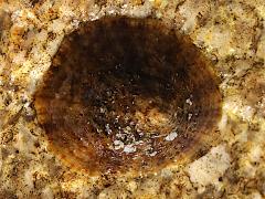 (Patella Limpet) dorsal