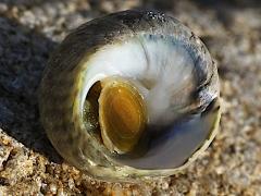 (Mutabilis Top Snail) operculum