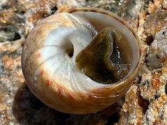 (Mutabilis Top Snail) underside