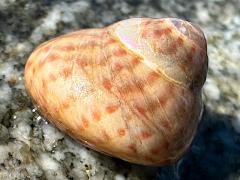 (Mutabilis Top Snail) upperside