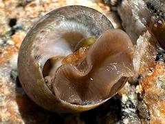 (Richardi Top Snail) ventral