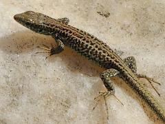 (Erhard's Wall Lizard) dorsal