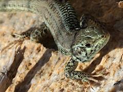 (Erhard's Wall Lizard) frontal