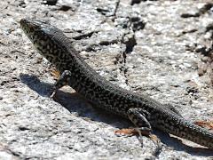 (Erhard's Wall Lizard) rear