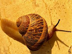 (Garden Snail) dorsal