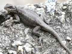 (Amazon Lava Lizard) basking