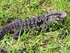 (Argentine Black-and-white Tegu) basking