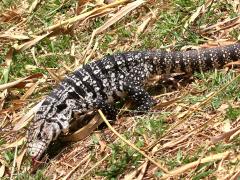 (Argentine Black-and-white Tegu) walking