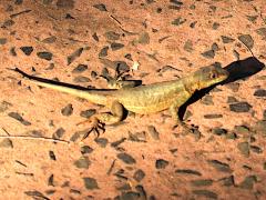 (Western Collared Spiny Lizard) basking