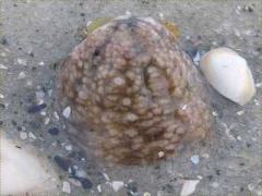 (Striped Sea Cucumber) sand