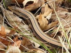 (Slender Glass Lizard) crawling