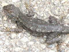 (Western Fence Lizard) basking