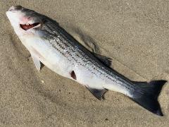 (Striped Bass) dead