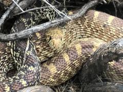 (Bullsnake) frontal