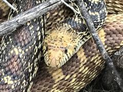 (Bullsnake) lateral