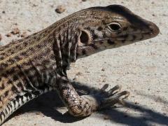 (Western Whiptail) basking