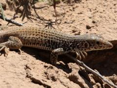 (Western Whiptail) walking