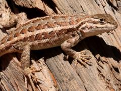 (Common Sagebrush Lizard) female basking