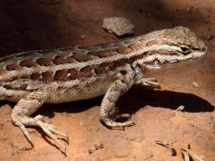 (Common Sagebrush Lizard) female walking