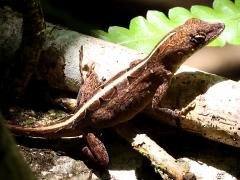 (Brown Anole) basking