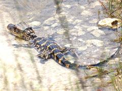 (American Alligator) baby