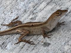 (Brown Anole) lateral