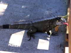 (Green Iguana) tongue