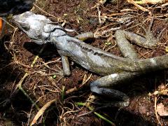 (Brown Basilisk) dorsal