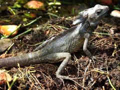 (Brown Basilisk) lateral