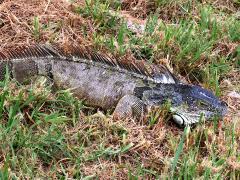 (Green Iguana) basking