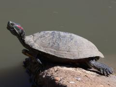 (Pond Slider) elegans basking