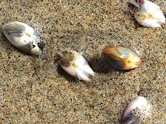 (Gould Beanclam) quintet