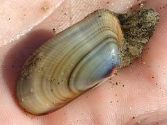 (Bean Clam Hydroid attached on Gould Beanclam)