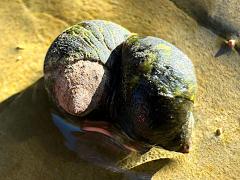 (Eroded Periwinkle) pair dorsal