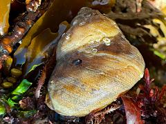 (Gilded Tegula) dorsal