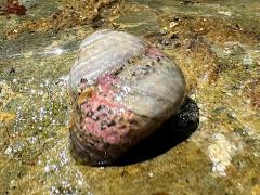 (Western Banded Tegula) dorsal