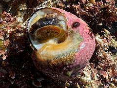 (Western Banded Tegula) underside